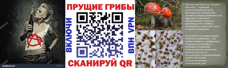 Псилоцибиновые грибы Psilocybine cubensis  Шлиссельбург 